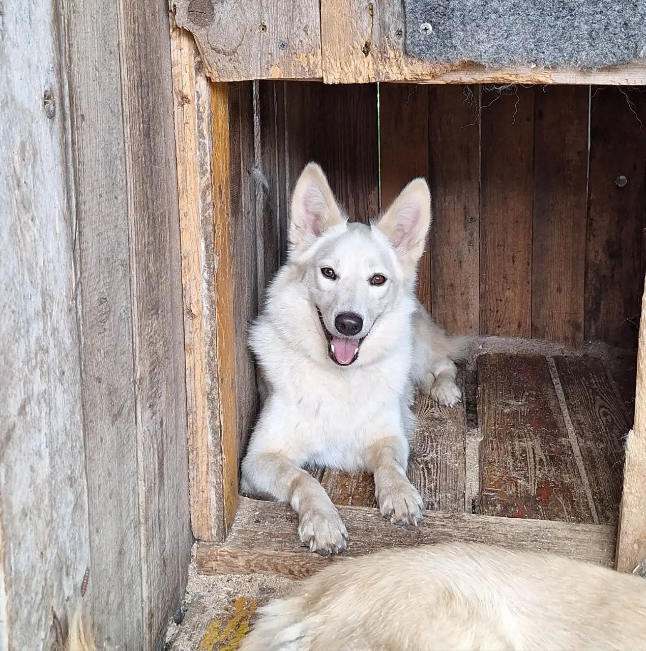Девочка Луна 2 года ищет семью - Собаки (Животные) в Самара