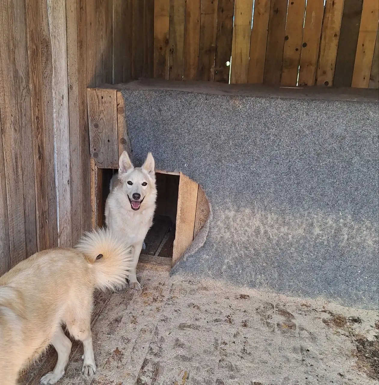 Девочка Луна 2 года ищет семью - Собаки (Животные) в Самара