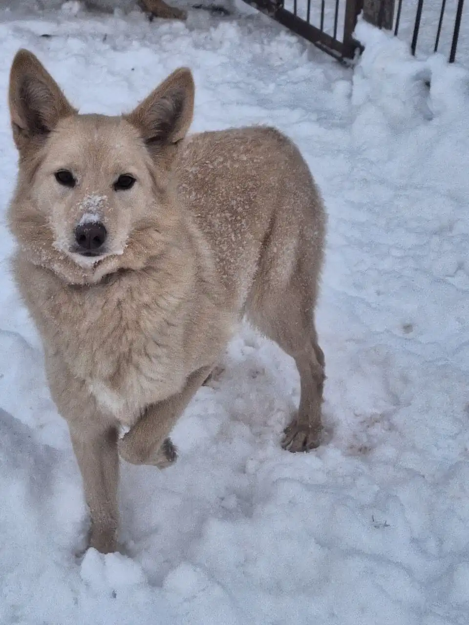 Девочка Луна 2 года ищет семью - Собаки (Животные) в Самара