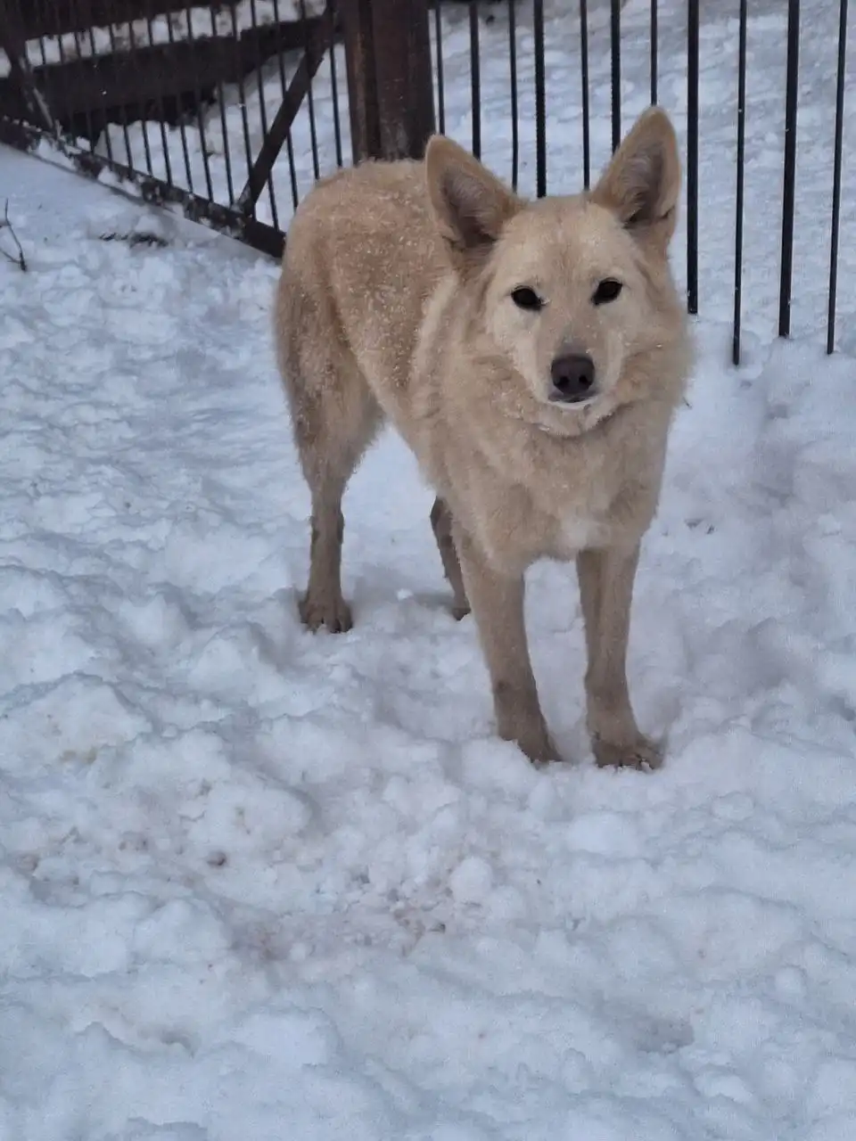 Девочка Луна 2 года ищет семью - Собаки (Животные) в Самара