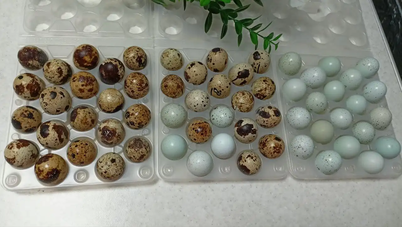 Инкубационное яйцо перепелов пород селадон и феникс золотистый - Птицеводство (Животные) в Пестравка