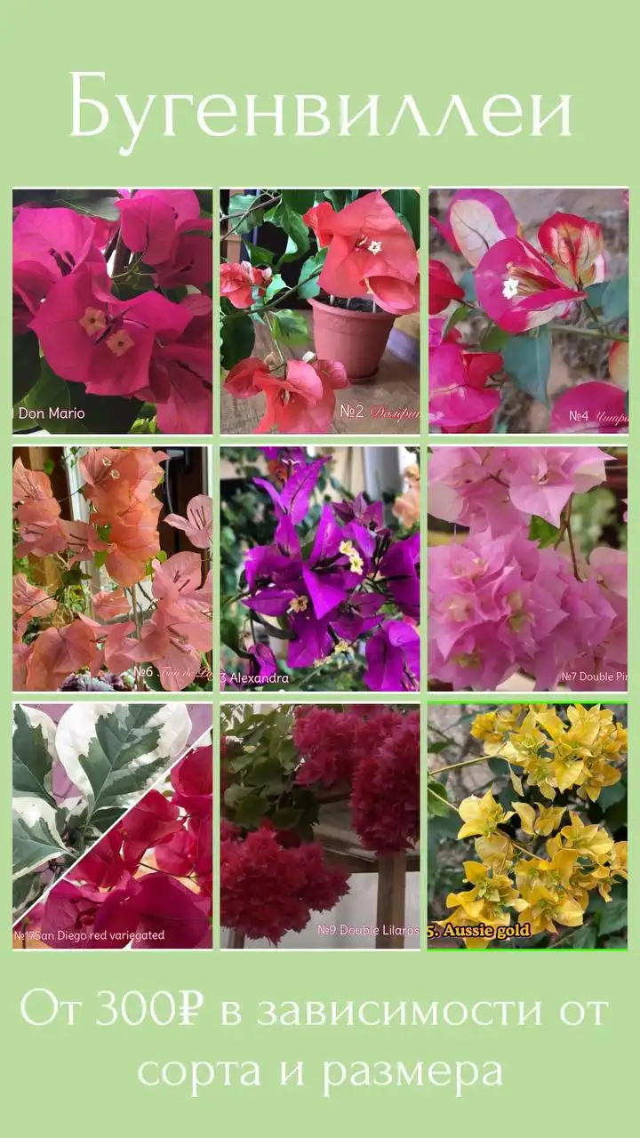 Большой выбор комнатных растений в Самаре - Комнатные растения (Хобби и отдых) в Самара