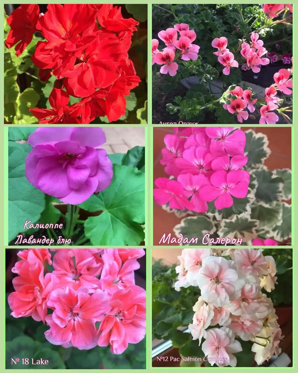 Большой выбор комнатных растений в Самаре - Комнатные растения (Хобби и отдых) в Самара