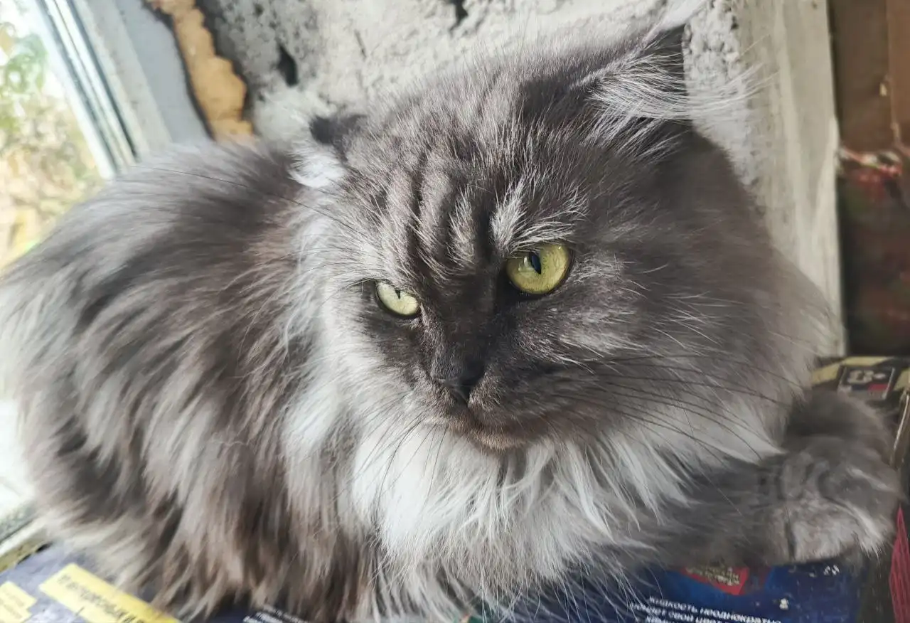 Персидская кошка Феона в добрые руки - Кошки (Животные) в Самара