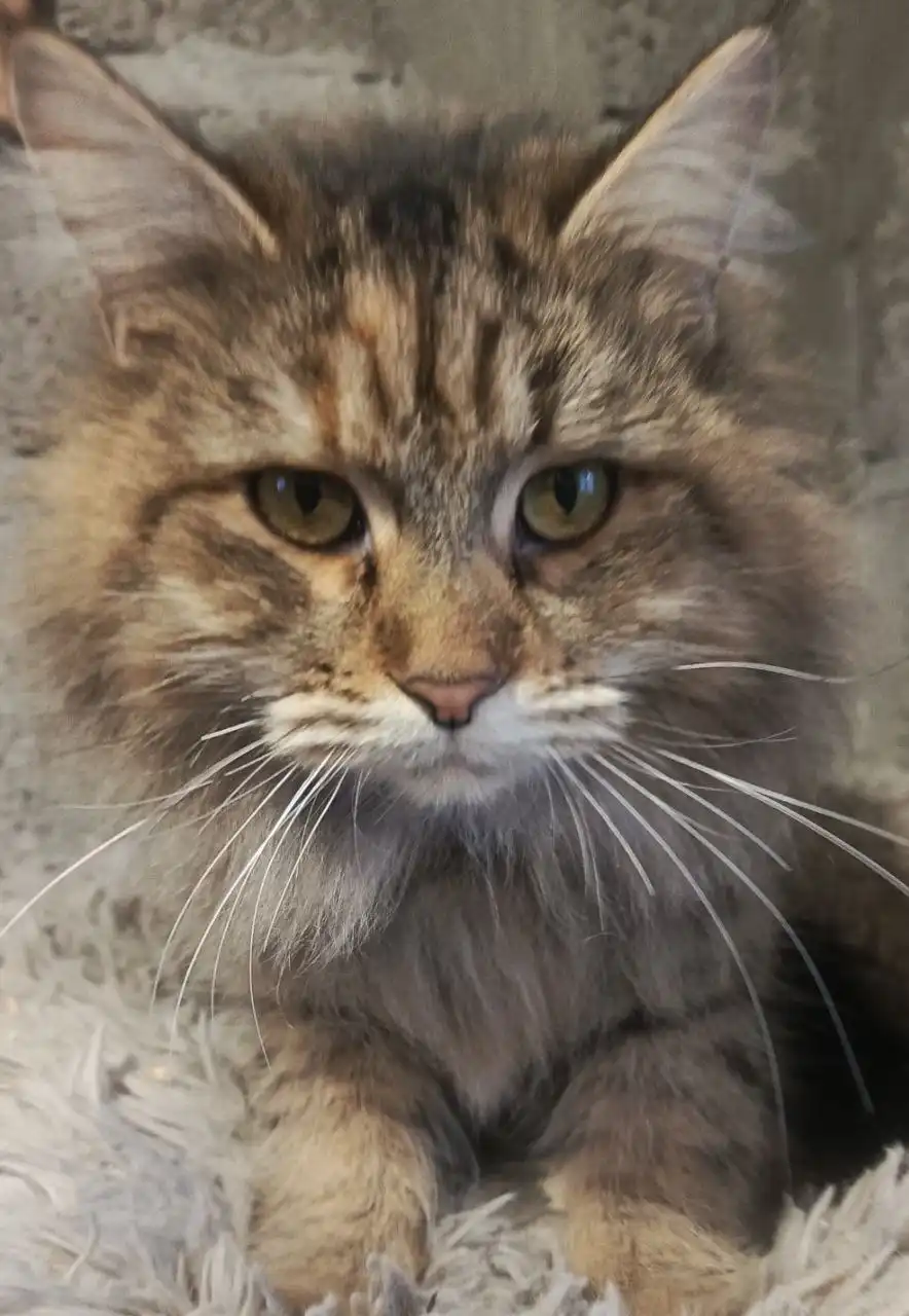 Кошка породы Мейн-кун ищет дом - Кошки (Животные) в Самара