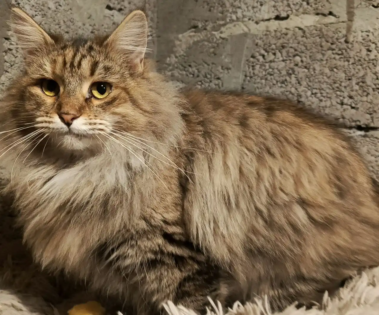 Кошка породы Мейн-кун ищет дом - Кошки (Животные) в Самара