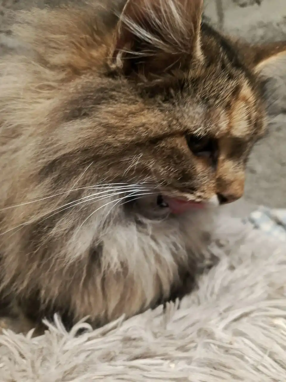 Кошка породы Мейн-кун ищет дом - Кошки (Животные) в Самара