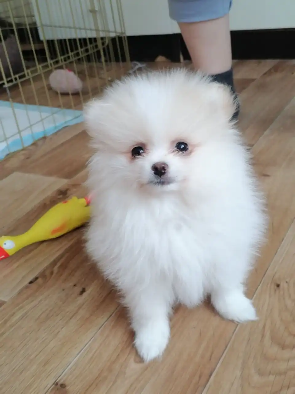 Продажа щенков померанского шпица - Собаки (Животные) в Самара