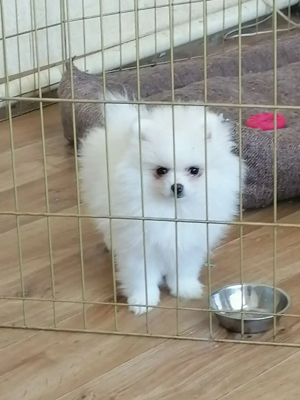 Продажа щенков померанского шпица - Собаки (Животные) в Самара