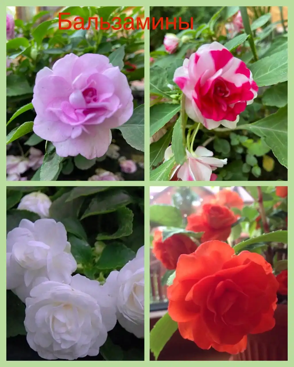 Большой выбор цветов в Самаре - Цветы (Хобби и отдых) в Самара