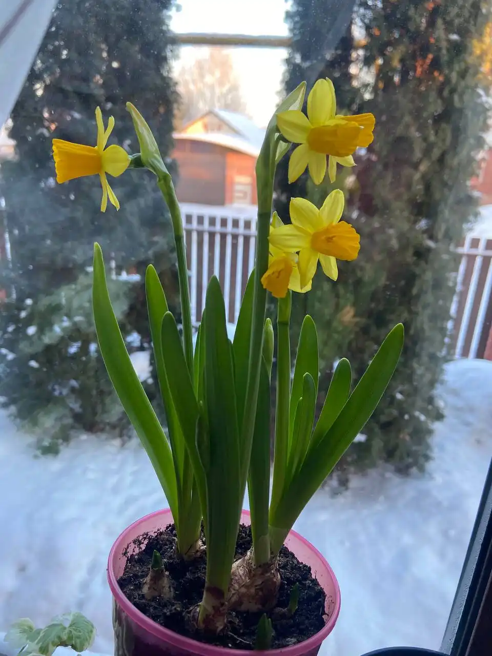 Большой выбор цветов в Самаре - Цветы (Хобби и отдых) в Самара