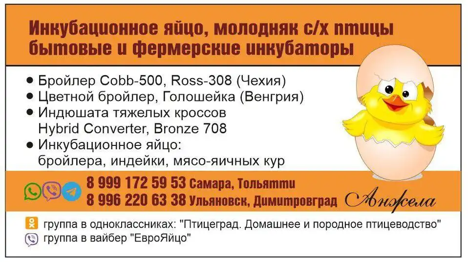 Инкубационное яйцо и суточный молодняк сельскохозяйственной птицы - Птица (Животные) в Самара