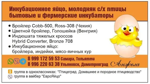 Инкубационное яйцо и суточный молодняк сельскохозяйственной птицы - частное объявление в Самара