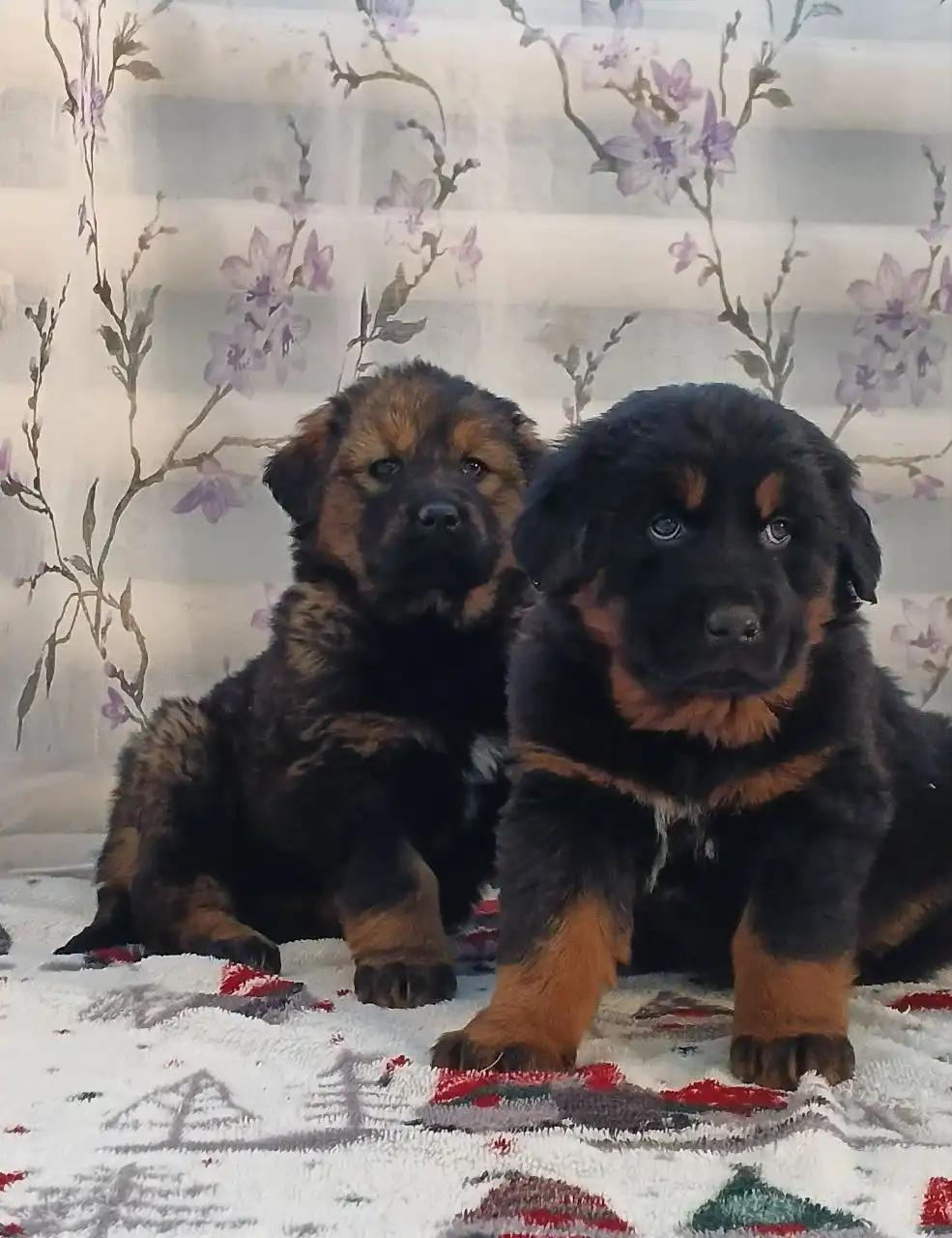 Продажа щенков Монгольского Банхара - Собаки (Животные) в Самара