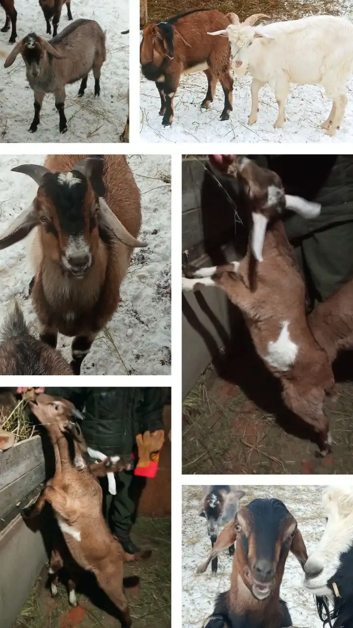 Продажа козликов, коз, барана для хозяйства и племени - Сельскохозяйственные животные (Животные) в Мулловка