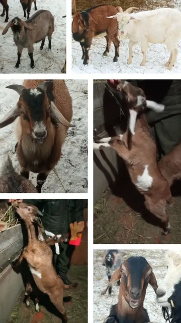 Продажа козликов, коз, барана для хозяйства и племени - частное объявление в Мулловка