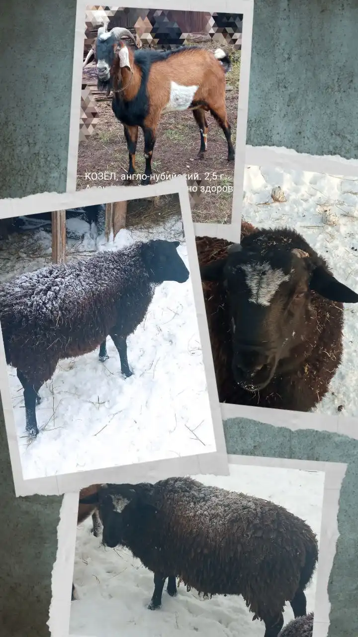 Продажа козликов, коз, барана для хозяйства и племени - Сельскохозяйственные животные (Животные) в Мулловка