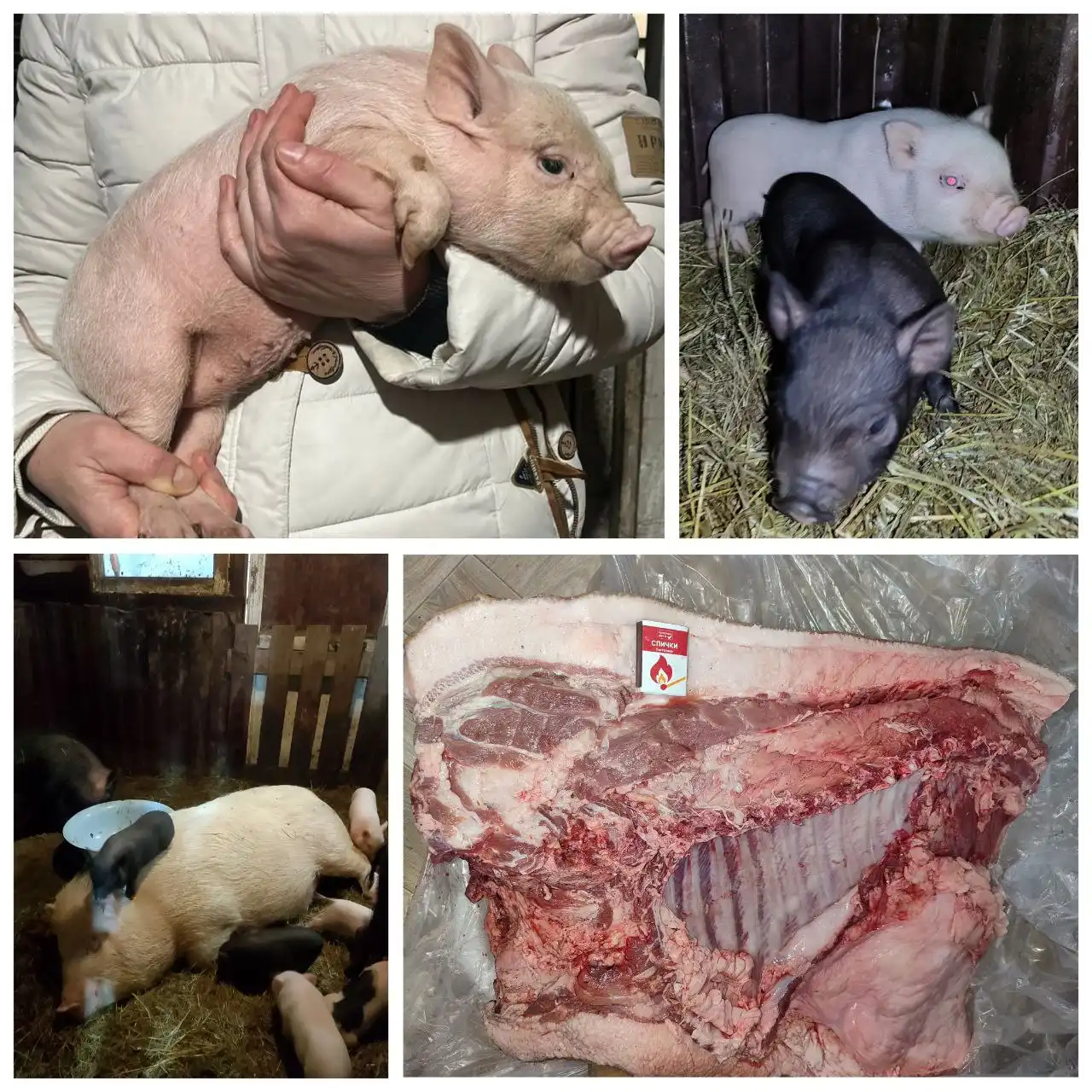 Продажа вьетнамских вислобрюхих поросят - Свиньи (Животные) в Сухая Вязовка