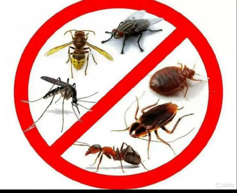 Набор Пушка для борьбы с насекомыми - Дезинсекция (Услуги) в Самара