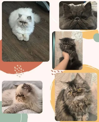 Продажа персидских котят - Кошки в Самара