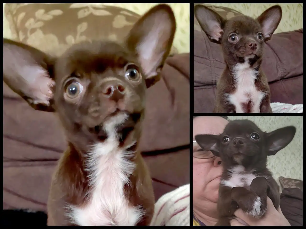 Щенок чихуахуа шоколадного окраса - Собаки (Животные) в Тольятти