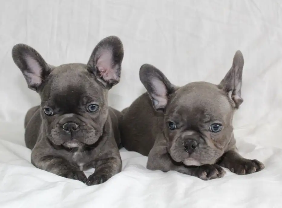 Продажа с документами и родословной - Животные в Самара