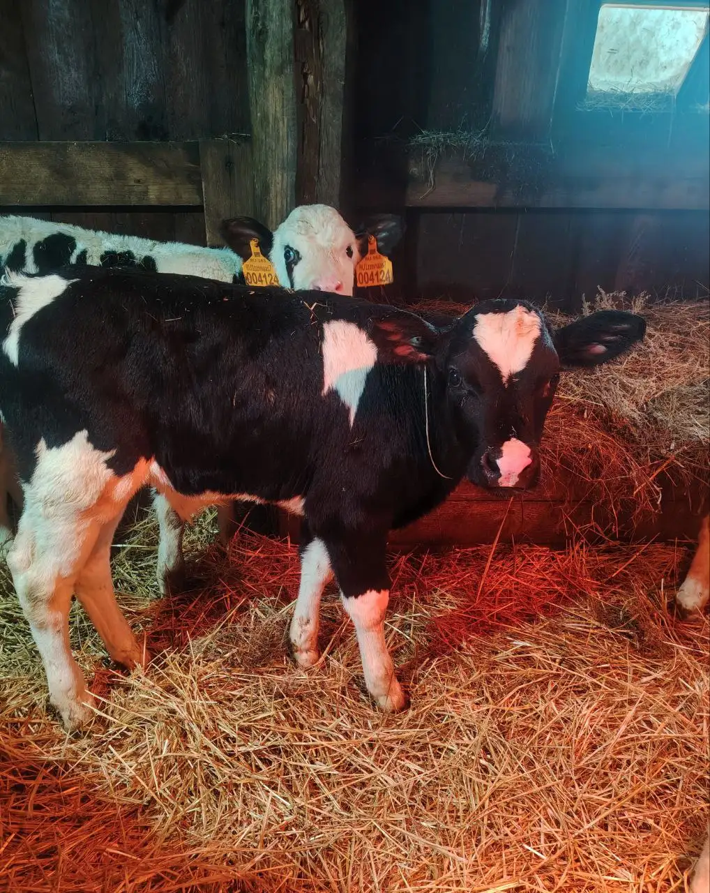 Продажа бычков - Крупный рогатый скот (Животные) в Большая Глушица