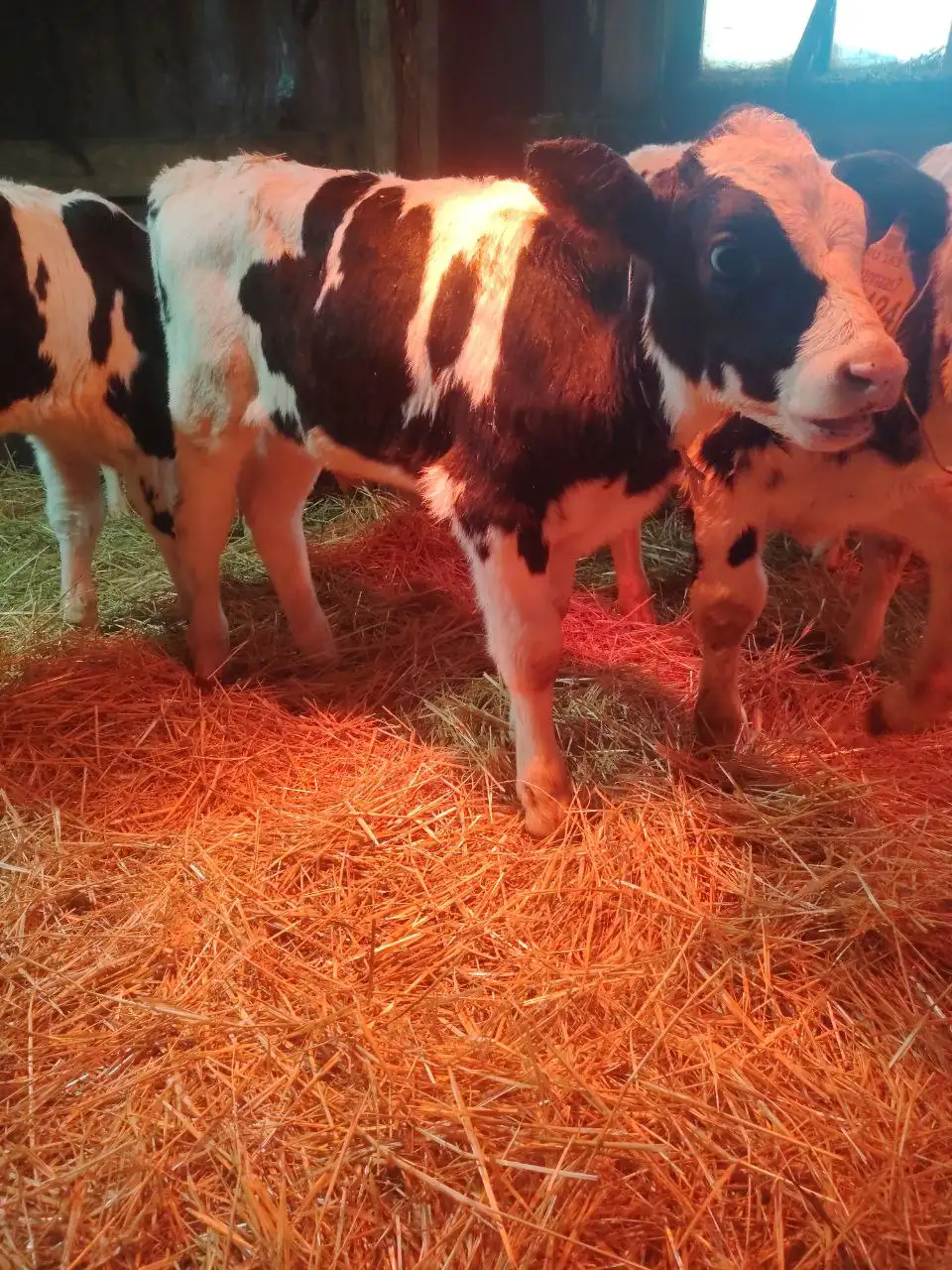 Продажа бычков - Крупный рогатый скот (Животные) в Большая Глушица