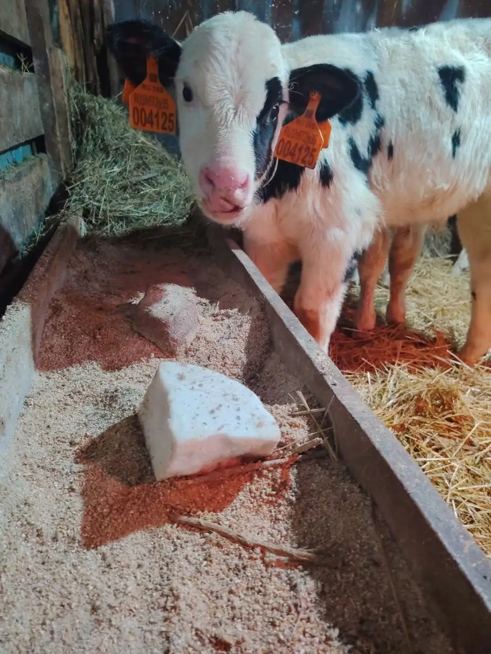 Продажа бычков - Крупный рогатый скот (Животные) в Большая Глушица