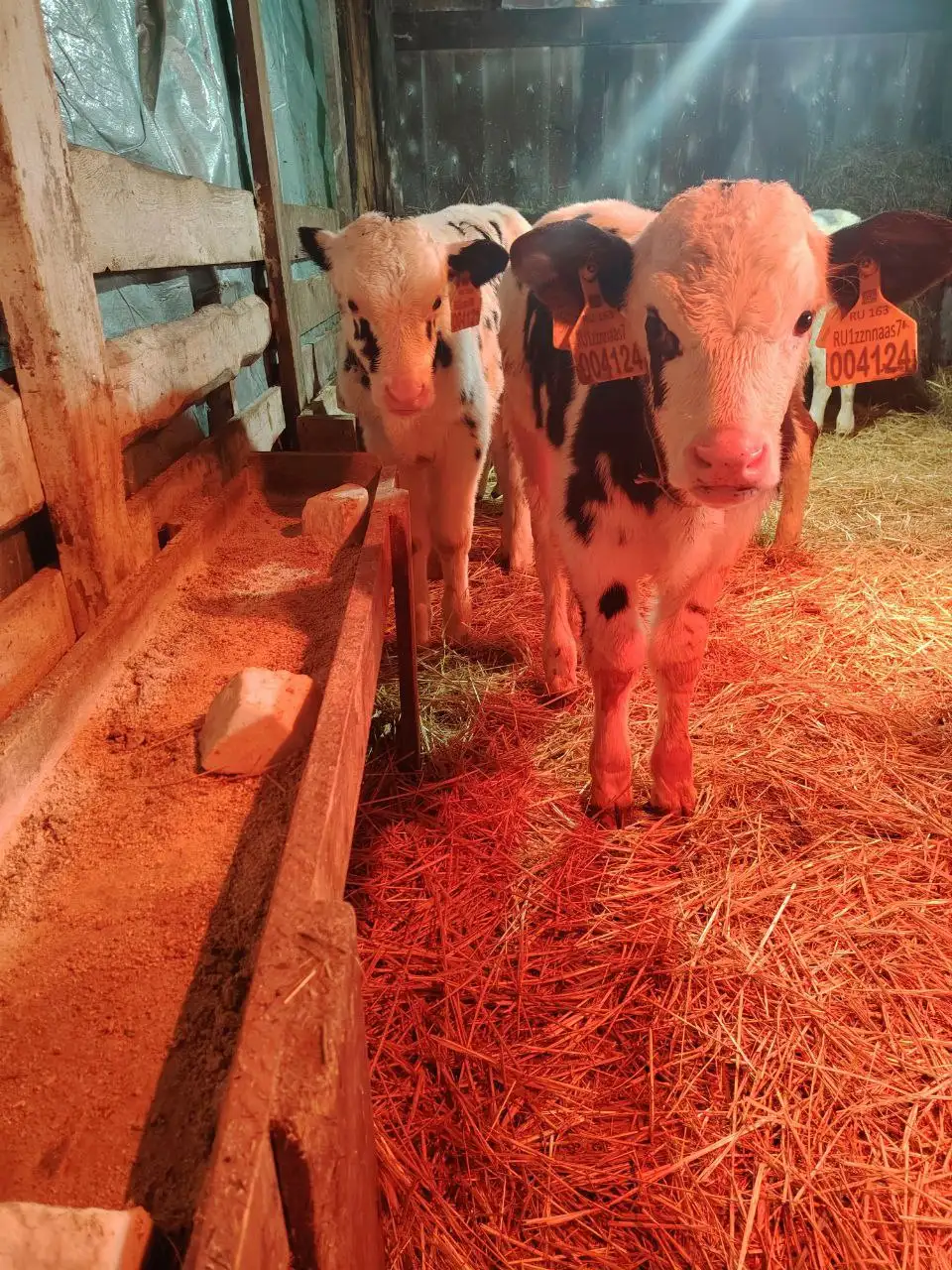 Продажа бычков - Крупный рогатый скот (Животные) в Большая Глушица