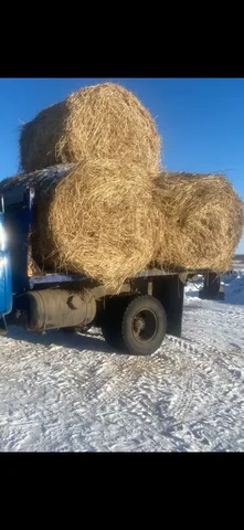 Продажа сена лугового и суданки с просянкой в Борском районе - Растения в Борский район