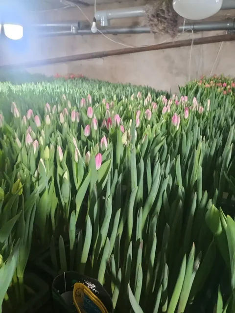 Тюльпаны к 8 Марта с доставкой в Самаре - Цветы в Самара