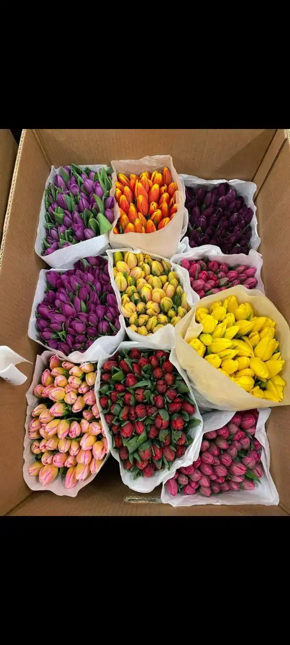 Тюльпаны к 8 Марта с доставкой в Самаре - Цветы (Хобби и отдых) в Самара