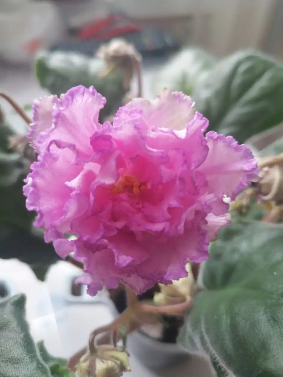 Фиалки сортовая цветущая - Растения (Хобби и отдых) в Новокуйбышевск