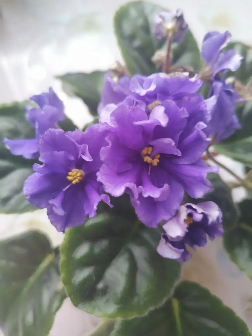 Фиалки сортовая цветущая - Растения (Хобби и отдых) в Новокуйбышевск