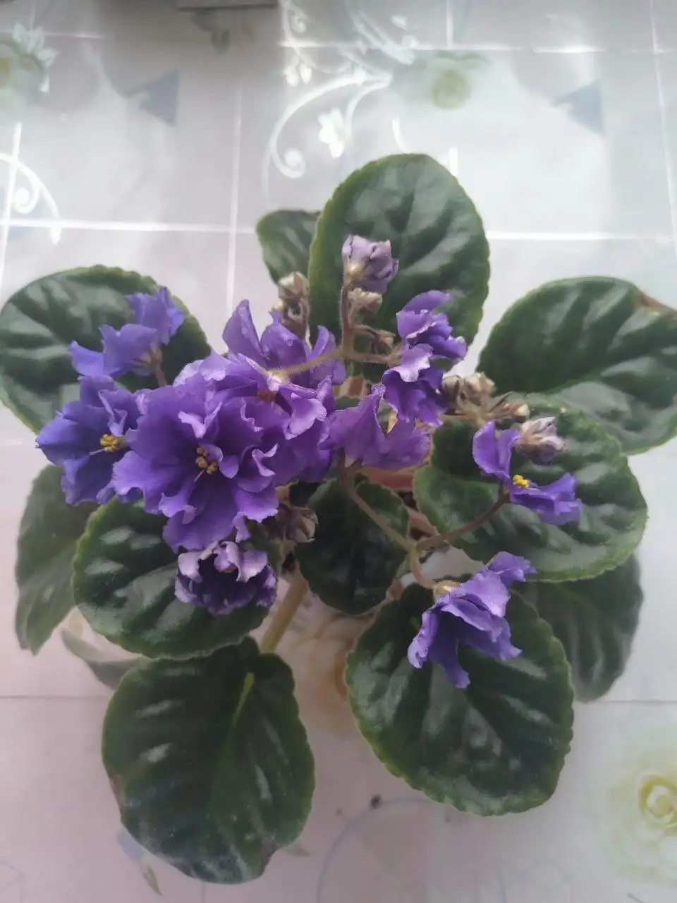 Фиалки сортовая цветущая - Растения (Хобби и отдых) в Новокуйбышевск