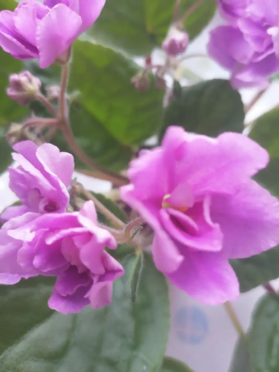 Фиалки сортовая цветущая - Растения (Хобби и отдых) в Новокуйбышевск