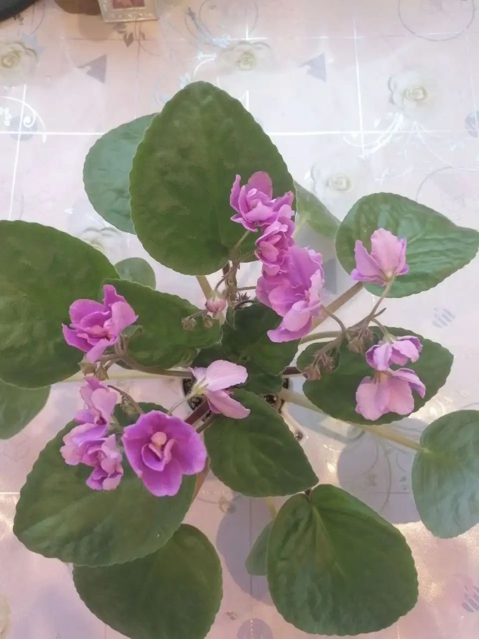 Фиалки сортовая цветущая - Растения (Хобби и отдых) в Новокуйбышевск