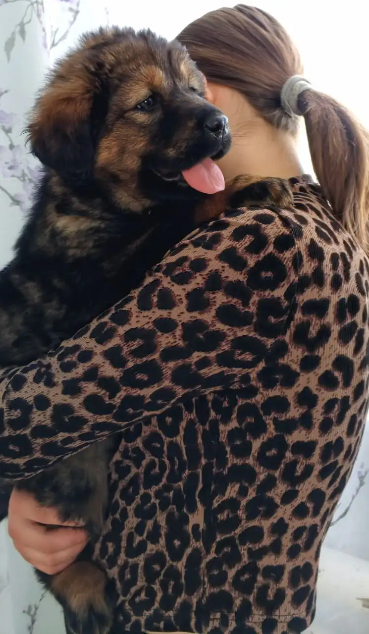 Продажа щенка Монгольского Банхара - Собаки (Животные) в Самара