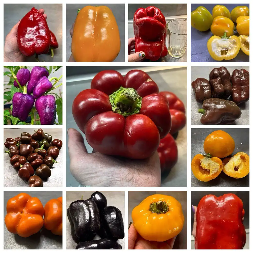 Сладкие перцы, более 130 сортов, включая редкие - Семена растений (Хобби и отдых) в Новокуйбышевск