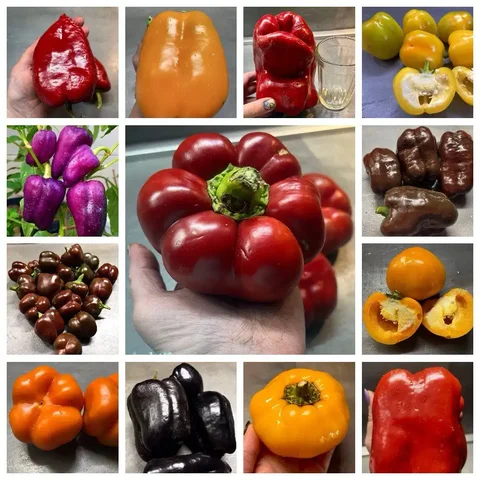 Сладкие перцы, более 130 сортов, включая редкие - Цветы в Новокуйбышевск