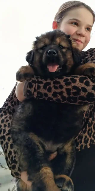 Щенок Монгольского Банхара, девочка окрас Соболь - Собаки в Самара