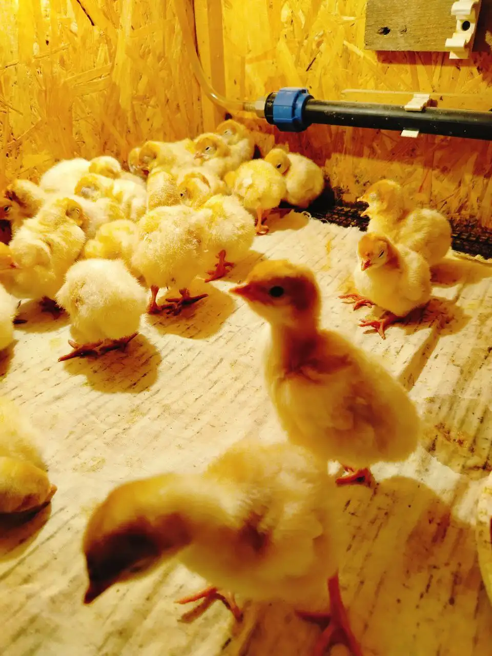 Продажа индюшат - Птица (Животные) в Самара