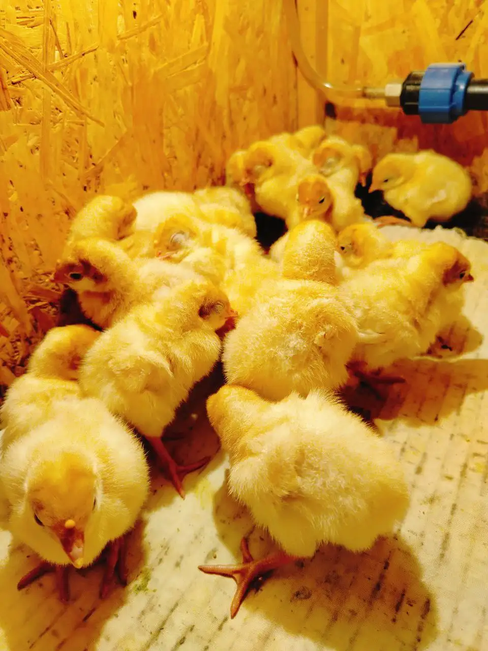 Продажа индюшат - Птица (Животные) в Самара