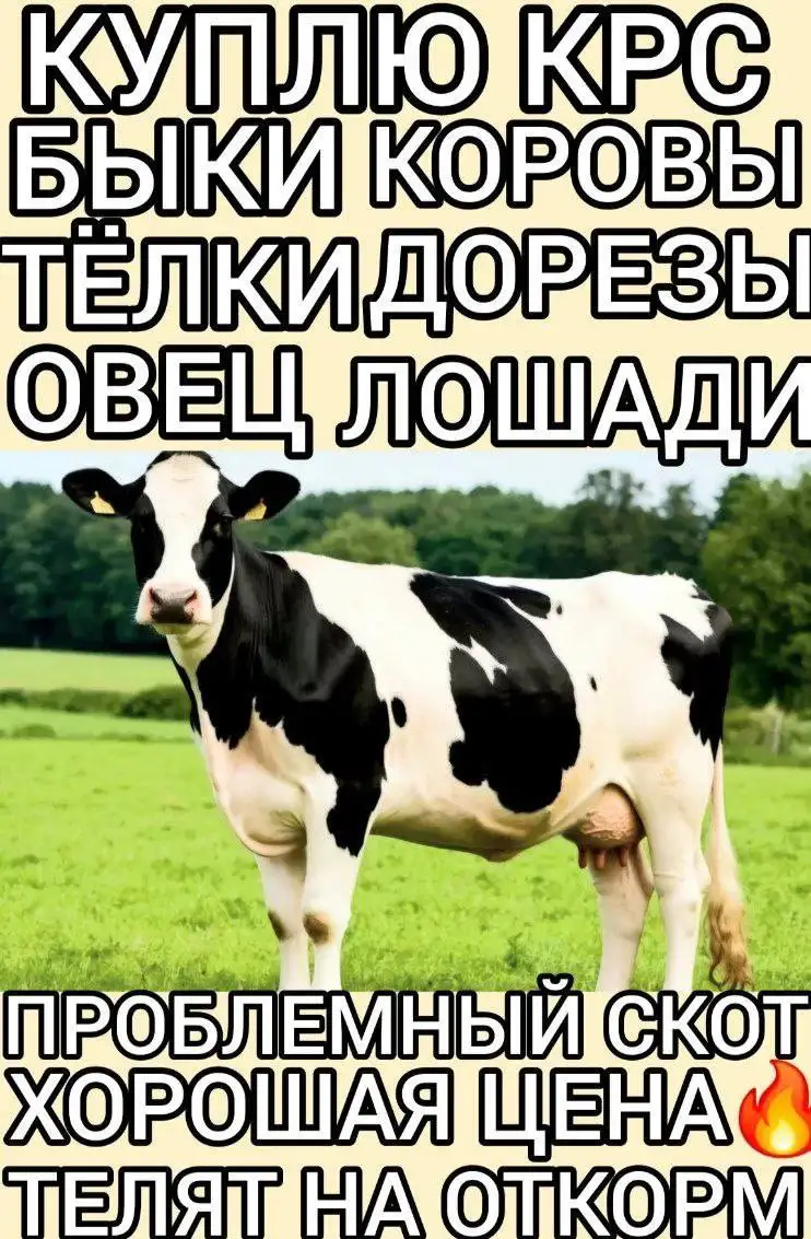 Закупка скота и мяса - Скот (Животные) в Самара