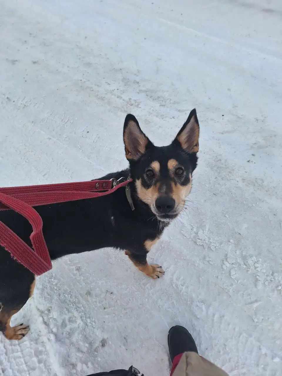 Ищет семью ласковый пес Миша в Самаре - Собаки (Животные) в Самара