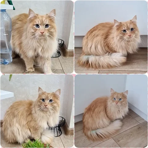 Ищет дом кот Бакс - частное объявление в Отрадный