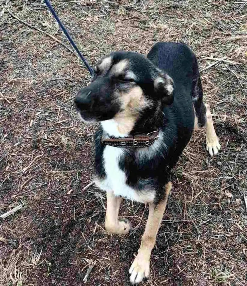 Собака Альфа ищет дом в Самаре - Собаки (Животные) в Самара