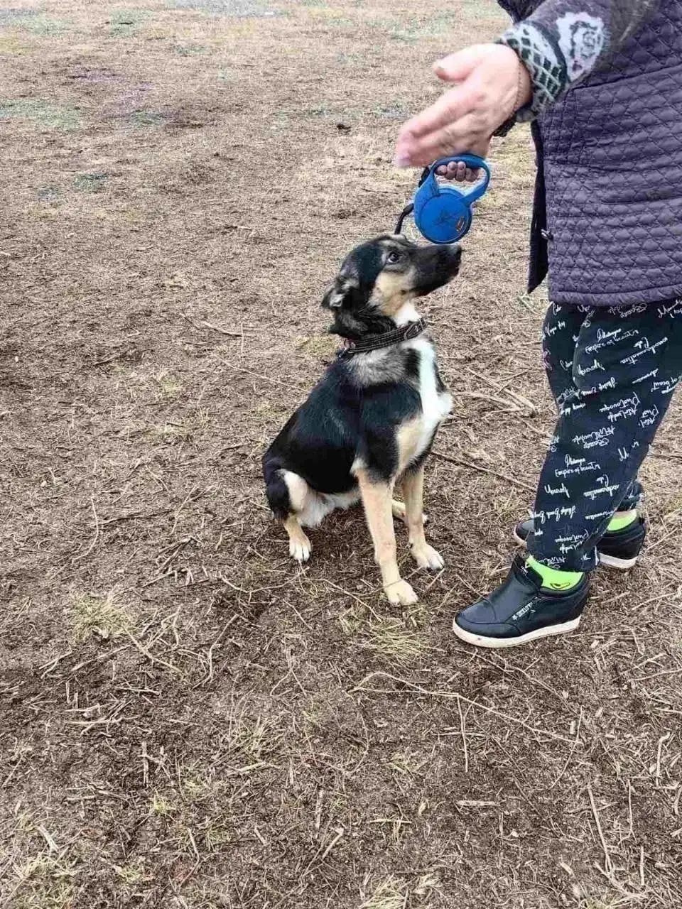 Собака Альфа ищет дом в Самаре - Собаки (Животные) в Самара