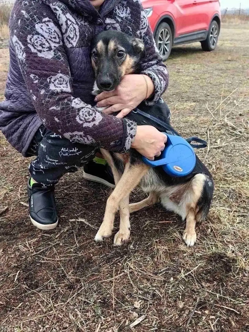 Собака Альфа ищет дом в Самаре - Собаки (Животные) в Самара